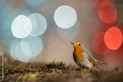 Closeup of european robin standing on the ground with a blurred background of Christmas decorations