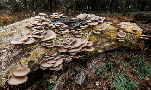 Obraz na płótnie mushrooms on a forest log