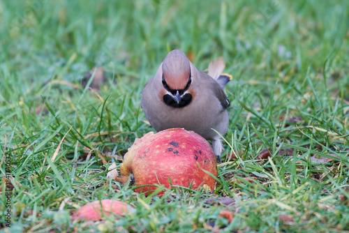 Bohemian waxwing (Bombycilla garrulus)