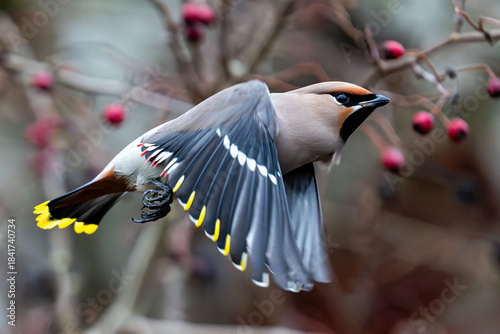Bohemian waxwing (Bombycilla garrulus)