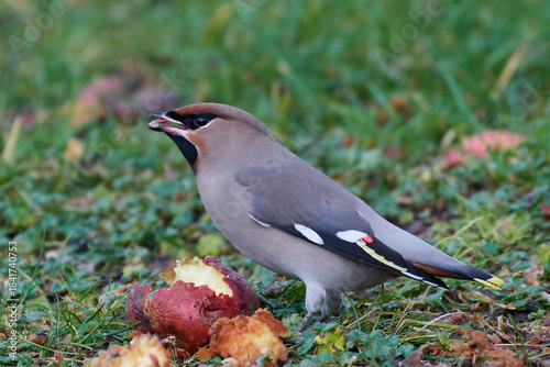 Bohemian waxwing (Bombycilla garrulus)