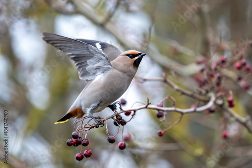 Bohemian waxwing (Bombycilla garrulus)