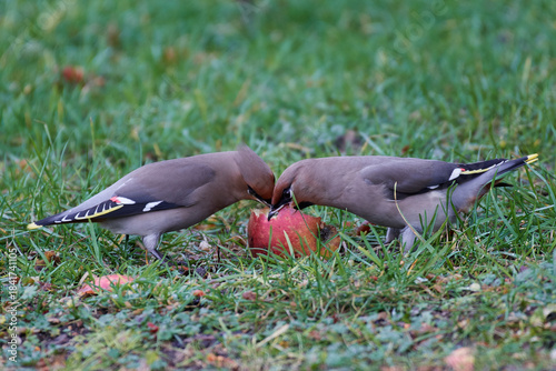 Bohemian waxwing (Bombycilla garrulus)