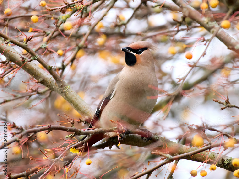 Obraz premium Bohemian waxwing (Bombycilla garrulus)