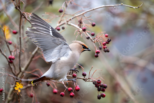 Bohemian waxwing (Bombycilla garrulus)