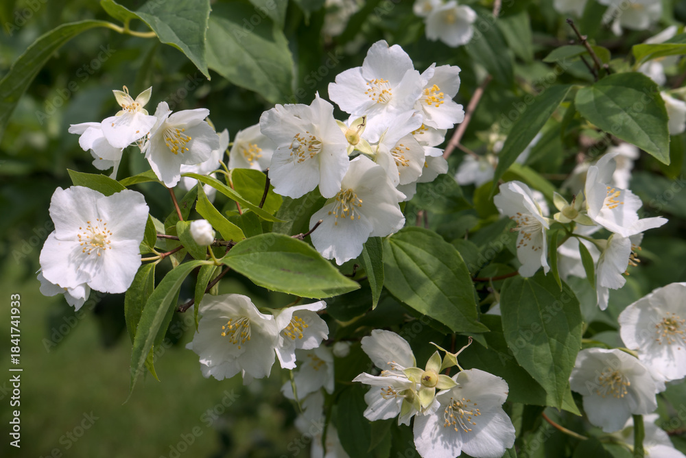 Fototapeta premium bosquet de Seringat (Jasmin des poètes)ou Philadelphus, aux fleurs blanches