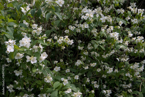 bosquet de Seringat (Jasmin des poètes)ou Philadelphus, aux fleurs blanches