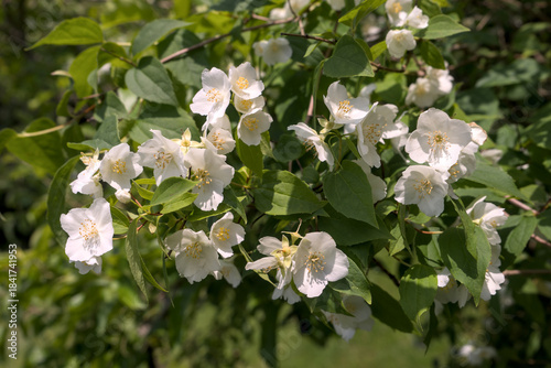 bosquet de Seringat (Jasmin des poètes)ou Philadelphus, aux fleurs blanches