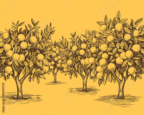 Hand drawn illustration of an orange grove with ripe fruit on the trees, creating a vintage and rustic feel for a healthy food or nature theme