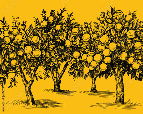 Hand-drawn illustration of an orchard filled with ripe oranges on branches, set against a vibrant yellow background