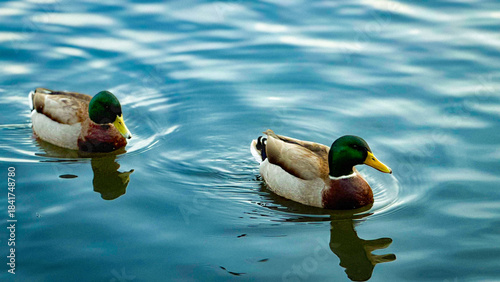 Quadro su tela duck in the water