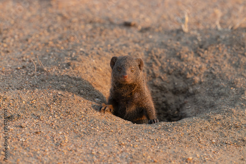 Curious mongoose sticking up outside of tunnel