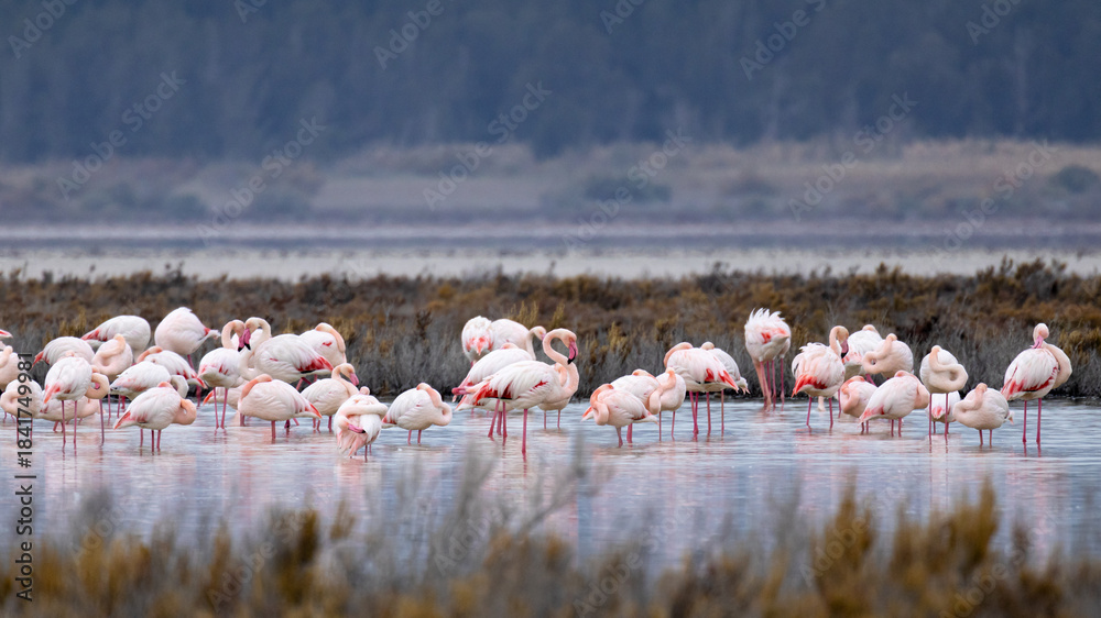 Fototapeta premium Flock of Flamingos (Phoenicopterus roseus) in the Akrotiri Salt Lake of Limassol, Cyprus