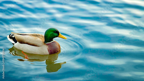duck on the water