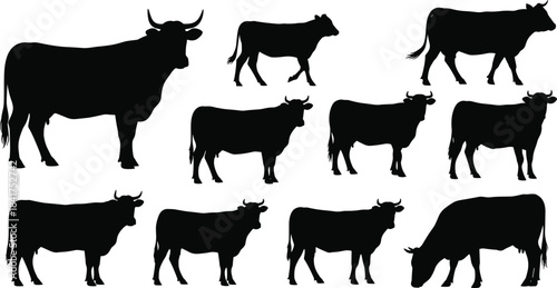 Cattle silhouettes vector set for farm animal design, including various breeds, bull, cow, and oxen in black shape icons for livestock illustration.