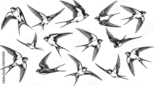 Collection of Hand-Drawn Barn Swallow Birds in Various Flight Poses Engraving Style Isolated on Transparent Background