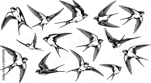 Collection of Detailed Engraved Swallow Birds in Flight Varied Poses Isolated on Transparent Background