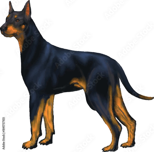 
Black and tan Doberman style dog illustration with sleek muscular body sharp ears and detailed digital art shading
