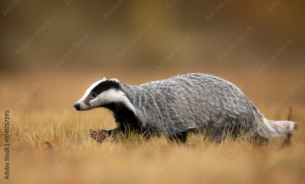 Fototapeta premium Badger close up ( Meles meles )