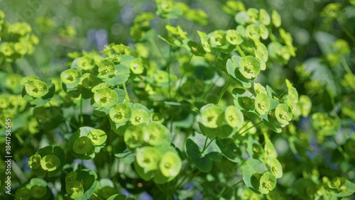 Vibrant green euphorbia plant thrives in a sunny dutch garden, showcasing its unique yellow-green bracts amid lush foliage, emphasizing nature's beauty in europe's outdoors.