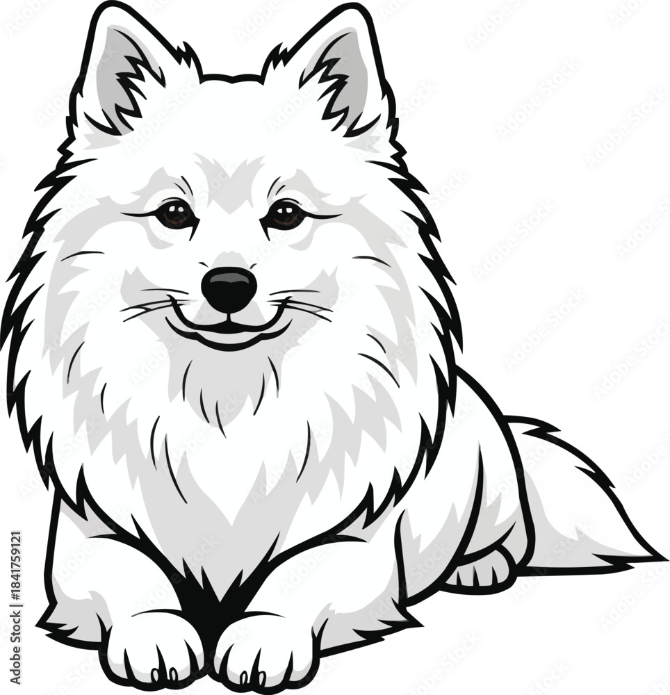 Fototapeta premium Japanese Spitz dog lying down relaxed with head raised