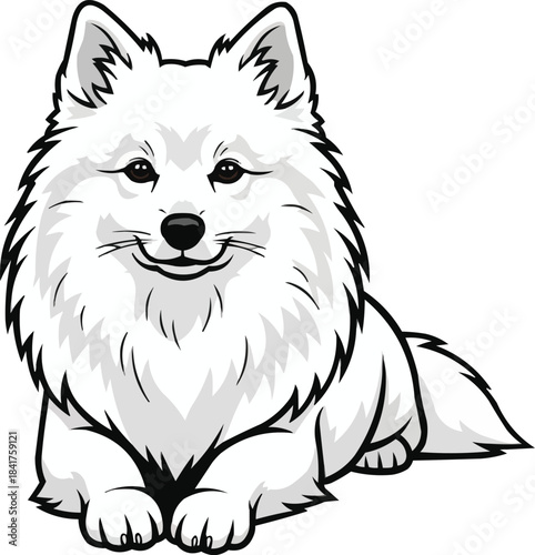 Japanese Spitz dog lying down relaxed with head raised