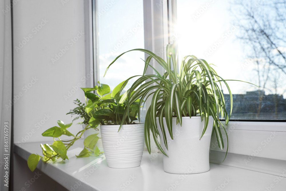Fototapeta premium Beautiful potted houseplants on window sill indoors