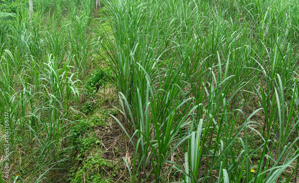 Obraz premium Young Sugarcane Plantation - Leaves Green Foliage Background