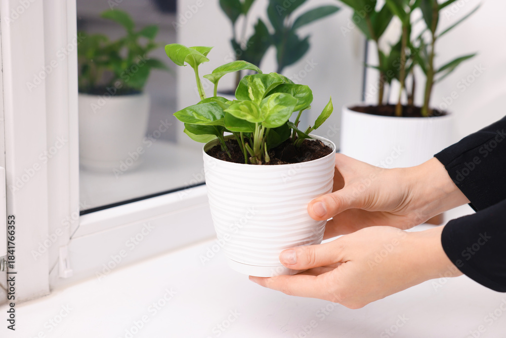 Fototapeta premium Woman putting green houseplant onto window sill indoors, closeup