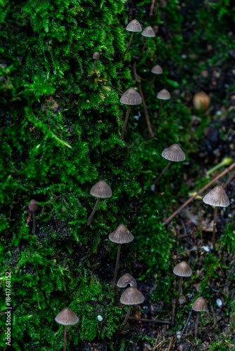 Numerous slender-stemmed, cone-shaped Mycena mushrooms sprout directly from a patch of vivid, deep green moss and dark soil in a detailed vertical view of the forest floor.
