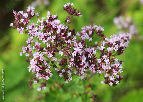 Wallpaper Mural Summer flowering Origanum vulgare Torontodigital.ca