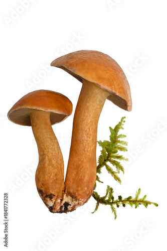 Suillus bovinus with moss