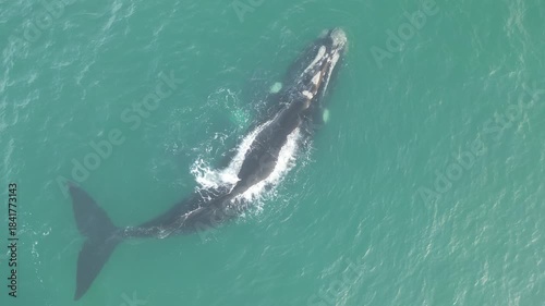 Baleia na Praia dos Ingleses Florianópolis - Mãe e Filhote Nadando