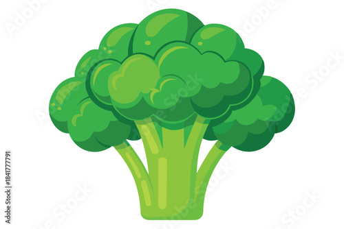 A vibrant green broccoli floret shows detailed texture and clean lines on display