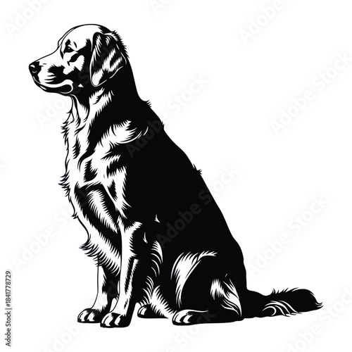 Black and white illustration of a sitting golden retriever dog looking to the left