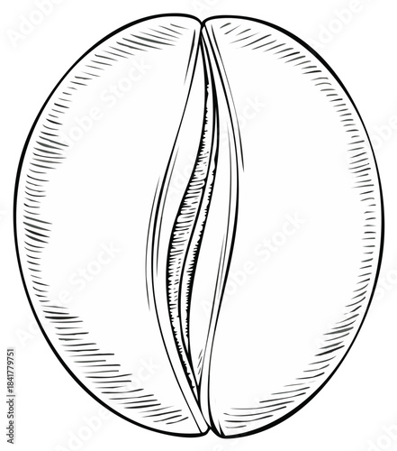 Single coffee bean in a vintage engraving style. Black and white line art illustration of a roasted seed.