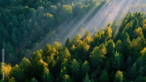 Misty forest canopy illuminated by sunbeams. Nature, aerial view, outdoor.