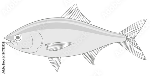 Illustration of a fish in a minimalist gray style