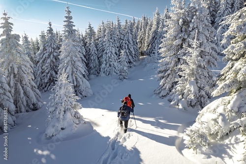 Two people are trekking through deep snow in a forest of snow-covered fir trees during a bright, sunlit winter day in the Mountains