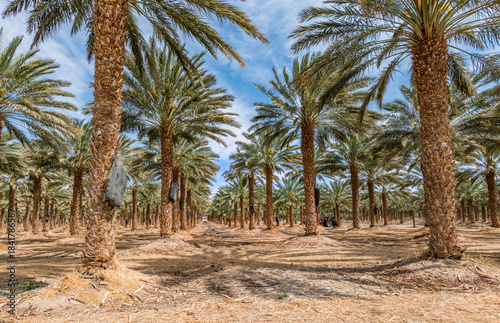 Plantations of date palms. Iconic ancient plant and healthy food crop. Currently it is sustainable agriculture industry in desert and arid areas of the Middle East. No AI tools were used