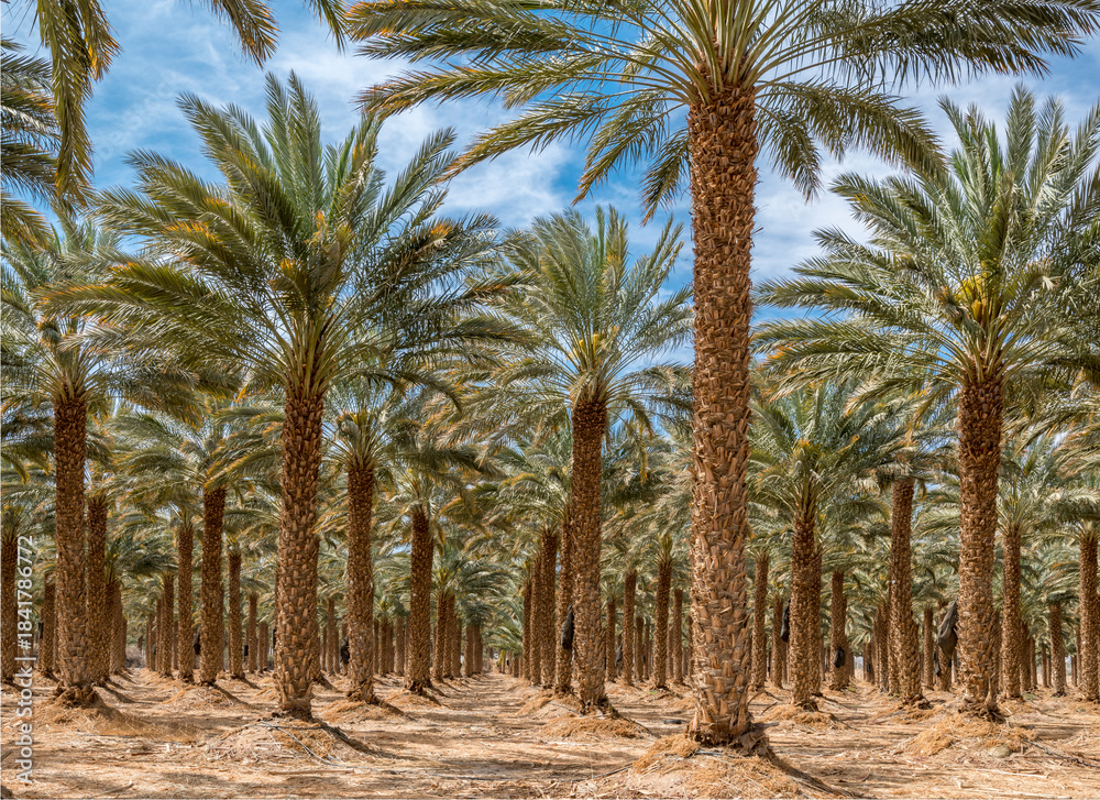 Obraz premium Plantations of date palms. Iconic ancient plant and healthy food crop. Currently it is sustainable agriculture industry in desert and arid areas of the Middle East. No AI tools were used