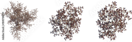 Obraz na płótnie Prunus x cistena tree plan, top view, cutout, transparent background, isolate, E