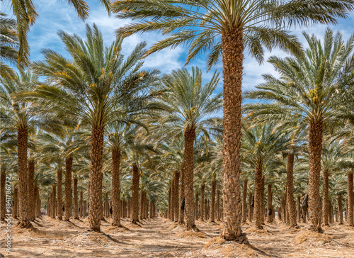 Plantations of date palms. Iconic ancient plant and healthy food crop. Currently it is sustainable agriculture industry in desert and arid areas of the Middle East. No AI tools were used