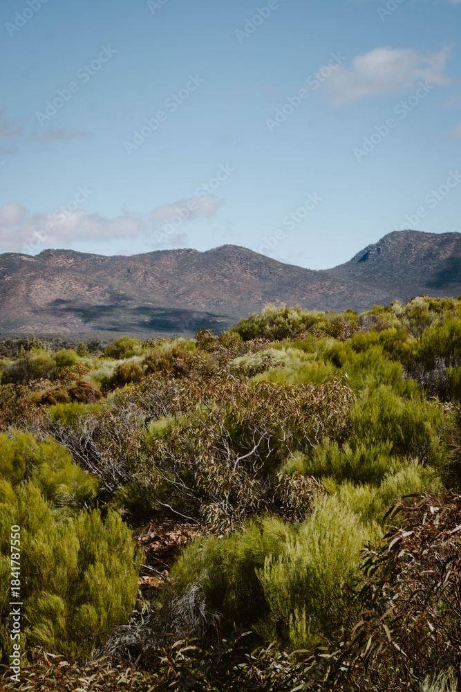 Fototapeta premium Panoramic mountain view on the green vegetation of the trees and bushes outdoor at daytime in Wilpena Pound at Wangara Lookout during springtime season in Flinders Ranges in Australia.