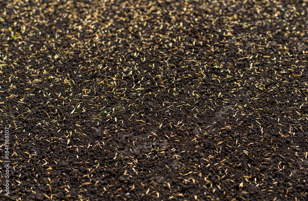 Obraz premium Seeding lawn grass in the garden. Selective focus.