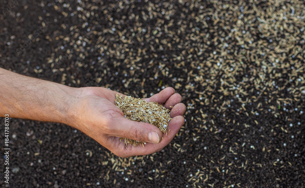 Obraz premium Seeding lawn grass in the garden. Selective focus.