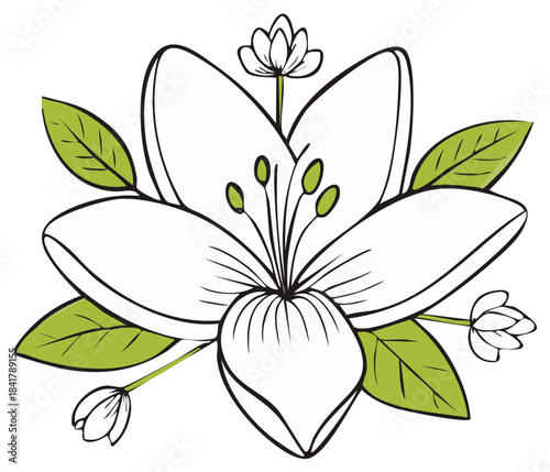 Delicate White Flower Blossom Arrangement with Green Leaves Illustration