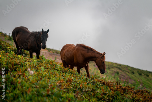 Two horses are grazing on a green hillside with cloudy skies overhead during the afternoon
