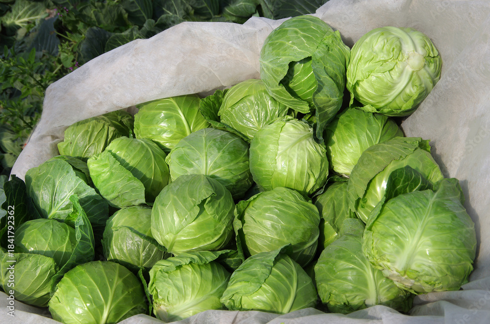 Fototapeta premium Ripe heads of young fresh cabbage in bulk at harvest time. Top view, close-up