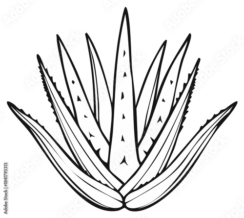 Aloe Vera Plant Illustration: Simple Line Art of Medicinal Succulent with Spiky Leaves